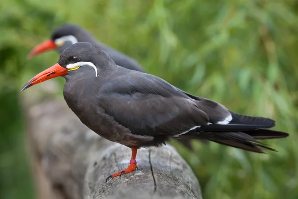 Tern inca (Larosterna inca ) — Fotografia de Stock