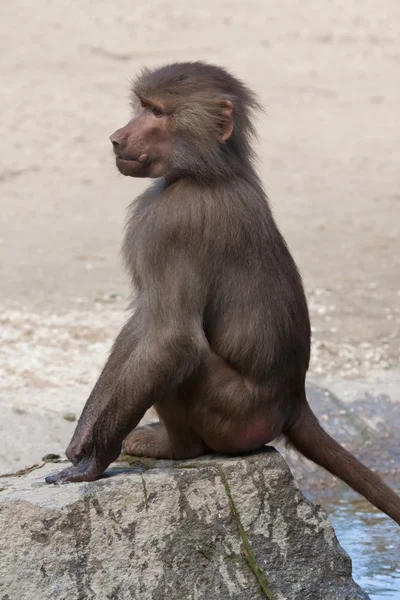 Hamadryas Baboon (Papio Hamadryas)) — 图库照片