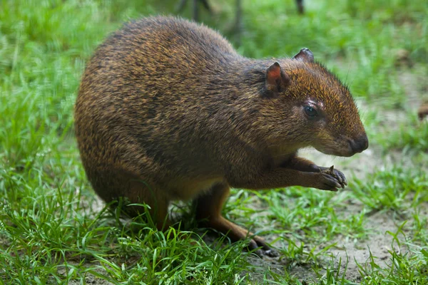 Central American agouti — Stock Photo, Image