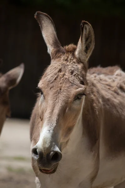 Oonagre persan (Equus hemionus onager) ) — Photo