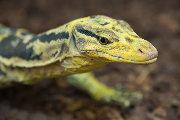 Yellow-headed water monitor — Stock Photo, Image