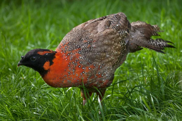 Satyr tragopan (tragopan satyra)) — Stockfoto