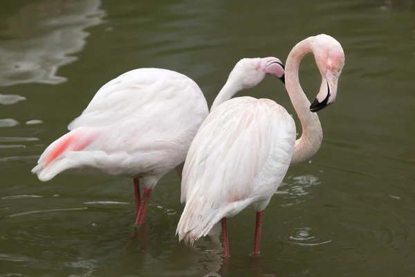 Flamingos maiores (Phoenicopterus roseus ) — Fotografia de Stock