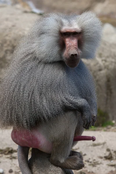 Hamadryas baboon (Papio hamadryas) — Stok Foto