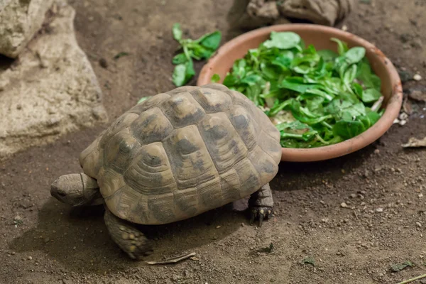 Hermann-schildkröte (testudo hermanni) — Stockfoto