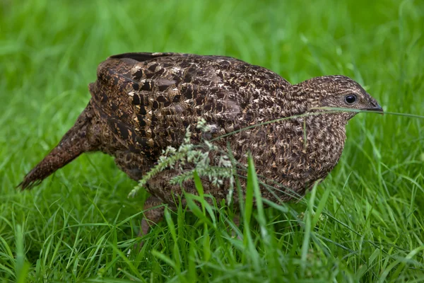 Satyr tragopan (tragopan satyra)) — Stockfoto