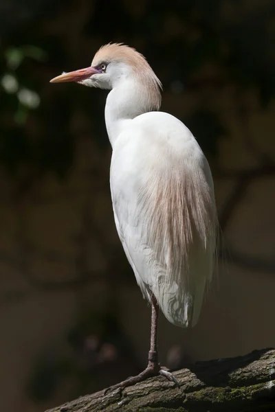 Скотоводческая цапля (Bubulcus ibis) — стоковое фото