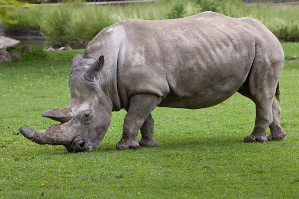 У білий носоріг — стокове фото