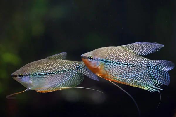 Pérola gouramis (Trichopodus leerii ) — Fotografia de Stock