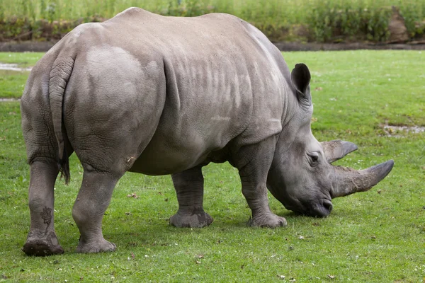 Southern white rhinoceros — Stock Photo, Image