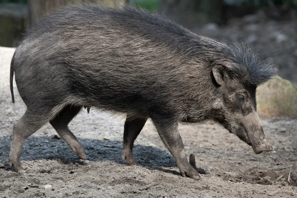 Visayan Warzenschwein — Stockfoto