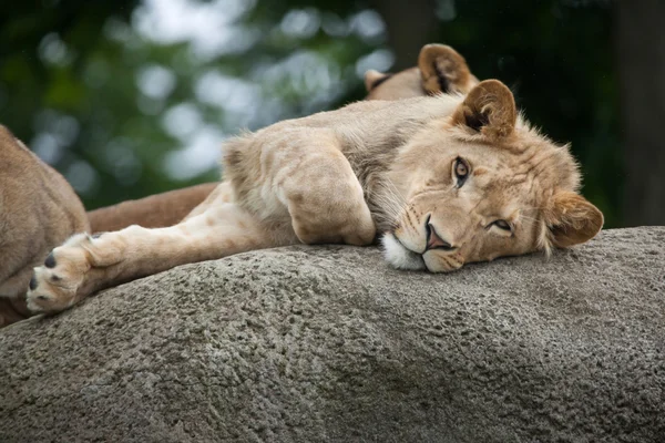 Leul de sex masculin juvenil (Panthera leo ) — Fotografie, imagine de stoc