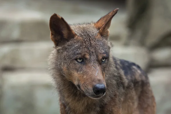 伊比利亚狼（Canis lupus signatus）) — 图库照片