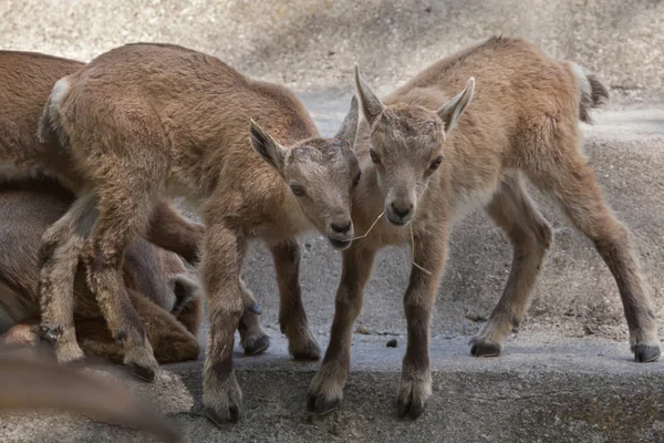 Ibexes alpins (Capra ibex ibex) ). — Photo