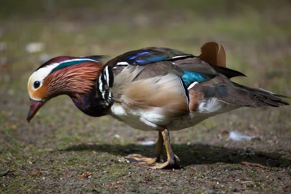 Mandarin duck (Aix galericulata) — Stock Photo, Image