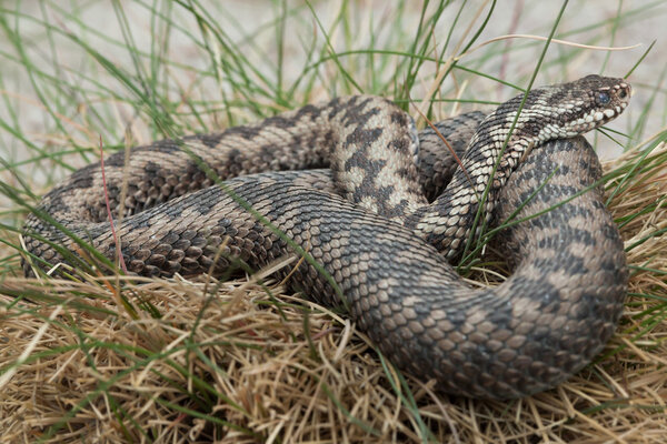 Европейская гадюка (Vipera berus)
)