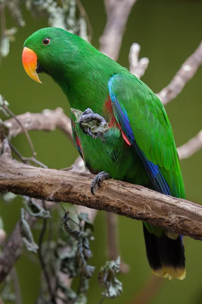 Eclectus pappagallo (Eclectus roratus ) — Foto Stock