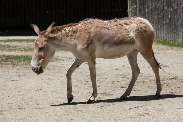 Perský onager (Equus hemionus onager) — Stock fotografie