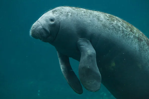 Antillean manatee (Trichechus manatus manatus) — Stok Foto