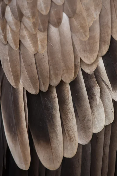 Abutre Griffon Textura da plumagem — Fotografia de Stock