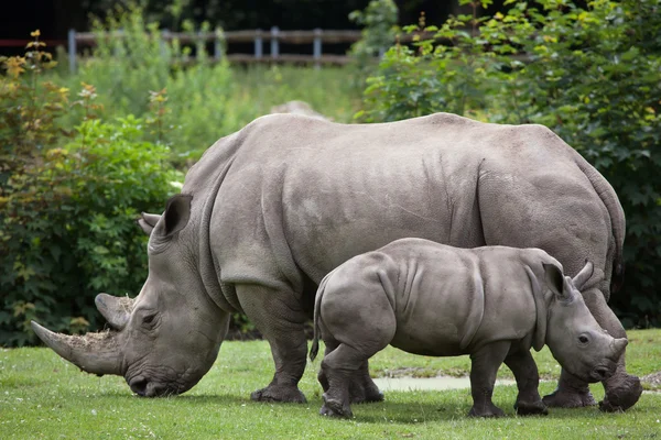 Southern white rhinoceros — Stock Photo, Image