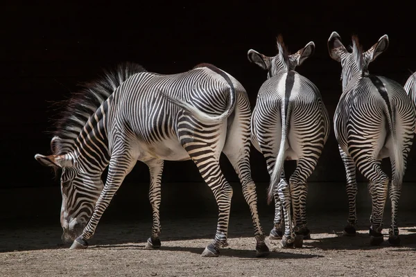 Grevy's zebras (Equus grevyi) — Stock Photo, Image
