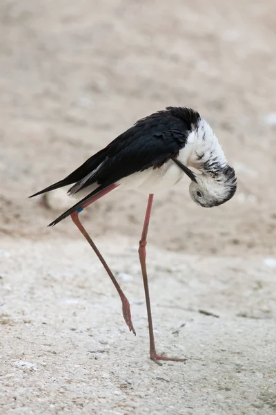 Szczudła czarnoskrzydła (Himantopus himantopus) — Zdjęcie stockowe