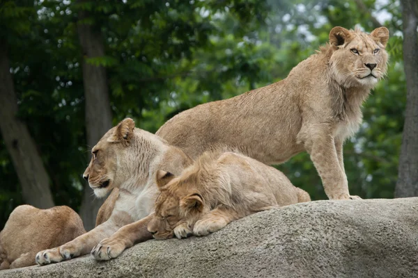 Lvice s juvenilní mužské lions — Stock fotografie