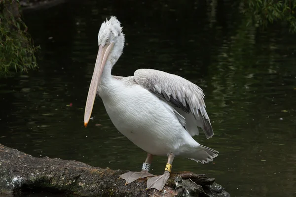 Dalmatinischer Pelikan (Pelecanus crispus)) — Stockfoto