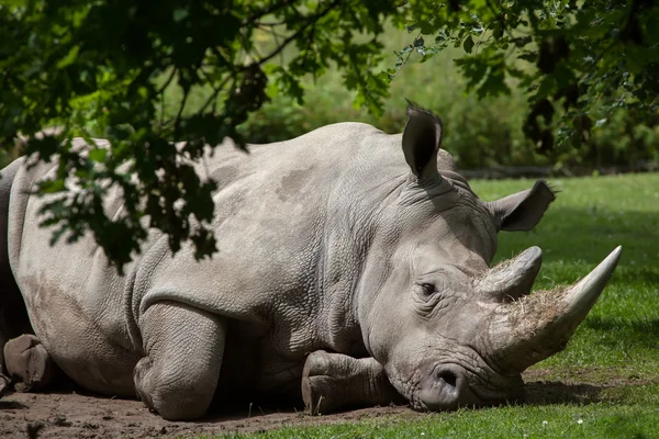 Zuidelijke witte neushoorn — Stockfoto