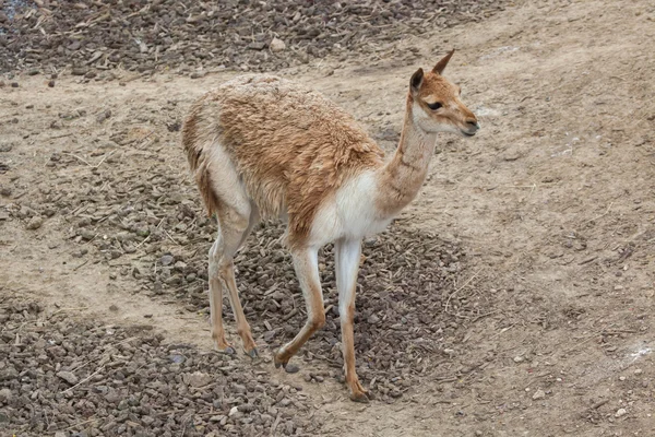 Vicuña (Vicugna vicugna) — Stockfoto