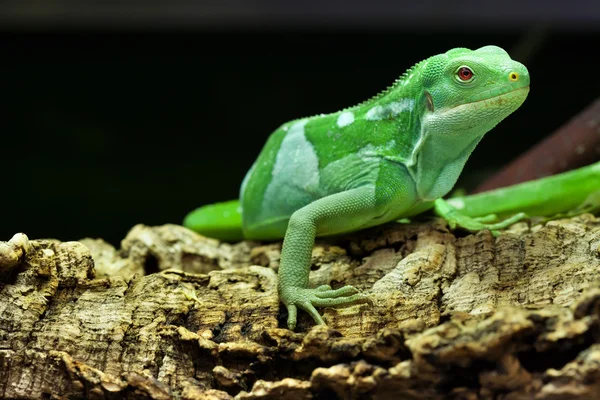 Iguana con bandas fiji — Foto de Stock