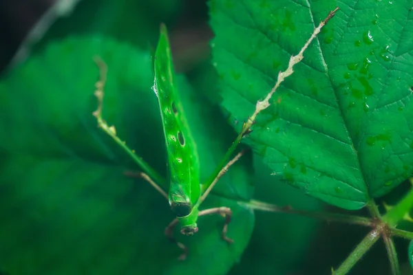 Saltamontes de hoja malaya — Foto de Stock