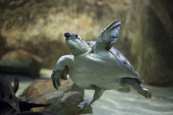 Tortuga nariz de cerdo (Carettochelys insculpta ) — Foto de Stock