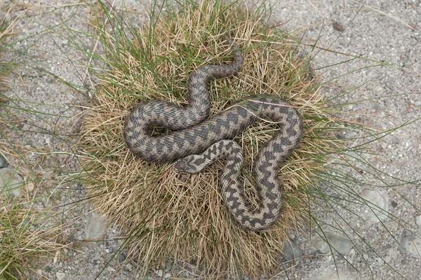 ヨーロッパの毒蛇 (Vipera Berus) — ストック写真