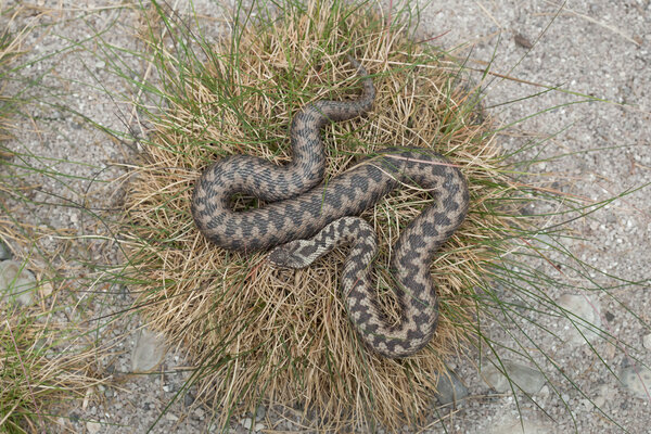 Европейская гадюка (Vipera berus)
)