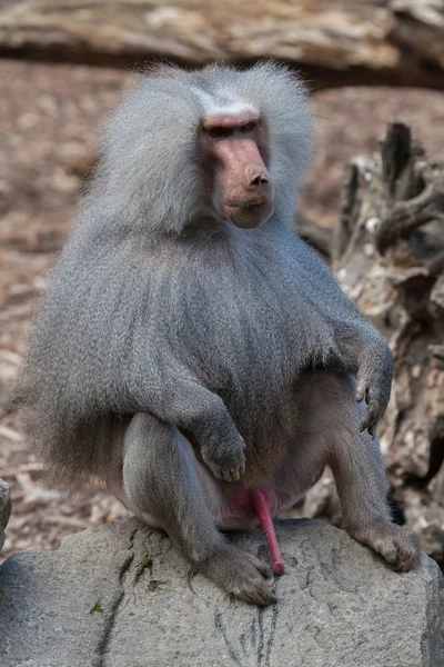 Hamadryas babuíno (Papio hamadryas ) — Fotografia de Stock