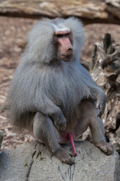 Hamadryas baboon (Papio hamadryas)