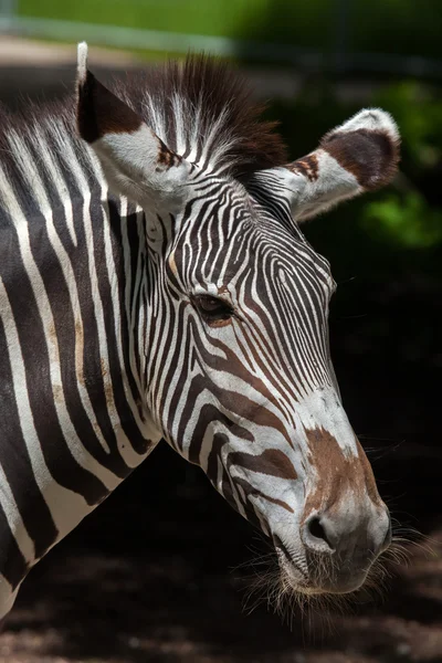 Zebra de Grevy (Equus grevyi ) — Fotografia de Stock