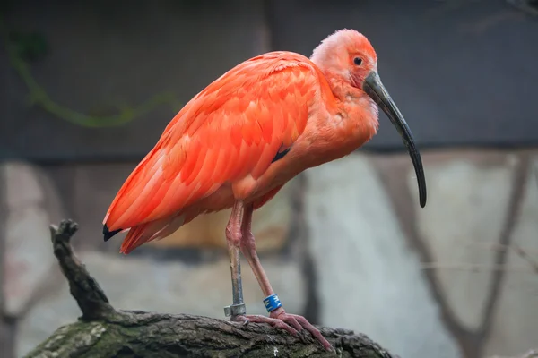 Scarlet ibis (Eudocimus ruber) — Stock Photo, Image
