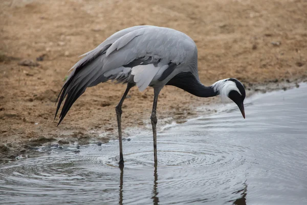 Grus (anthropoides virgo) — Fotografia de Stock