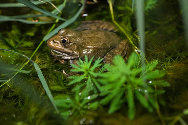 Rã-pântano (pelophylax ridibundus ) — Fotografia de Stock