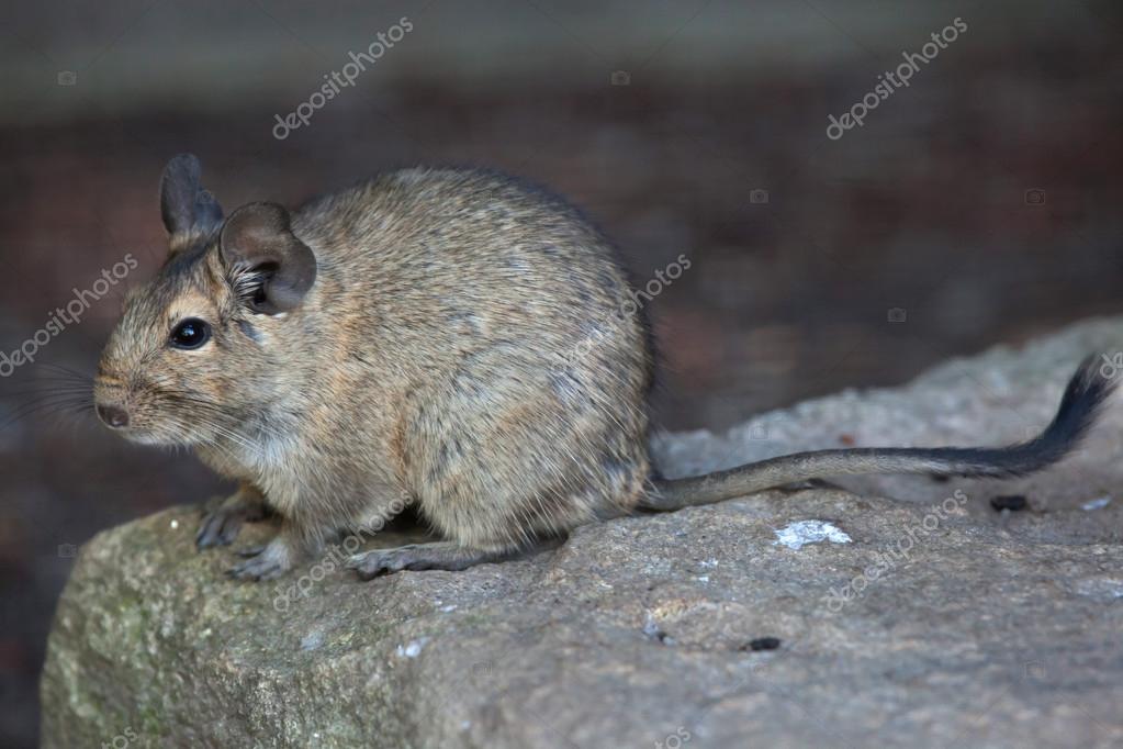 Degu (Octodon degus) — Stock Photo © wrangel #124065356
