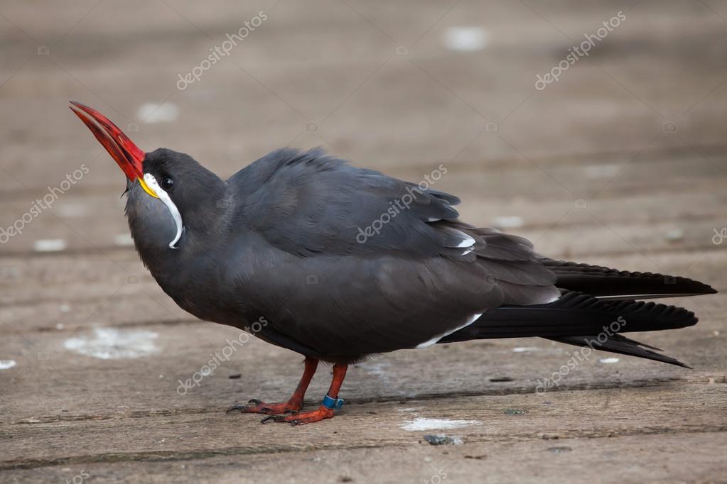 Inca tern (Larosterna inca) — Stock Photo © wrangel 124065440