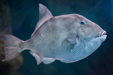 Gri triggerfish (Balistes capriscus)