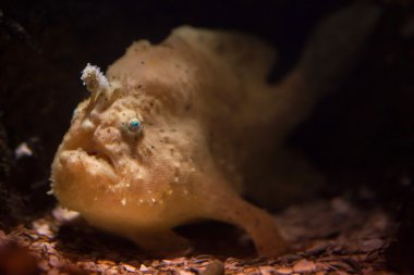 Çizgili frogfish (Antennarius striatus)