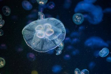Ay jellyfishes (Aurelia aurita)