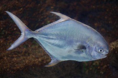 (Trachinotus falcatus izin)