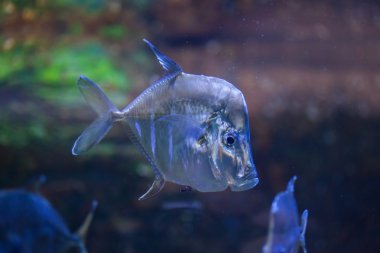 Lookdown (Selene vomer)