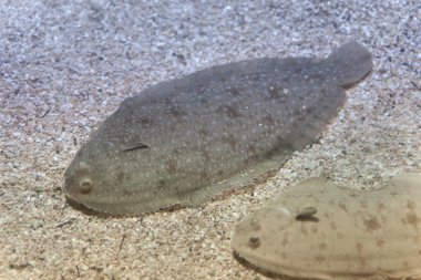 Senegalli tabanı (Solea senegalensis)